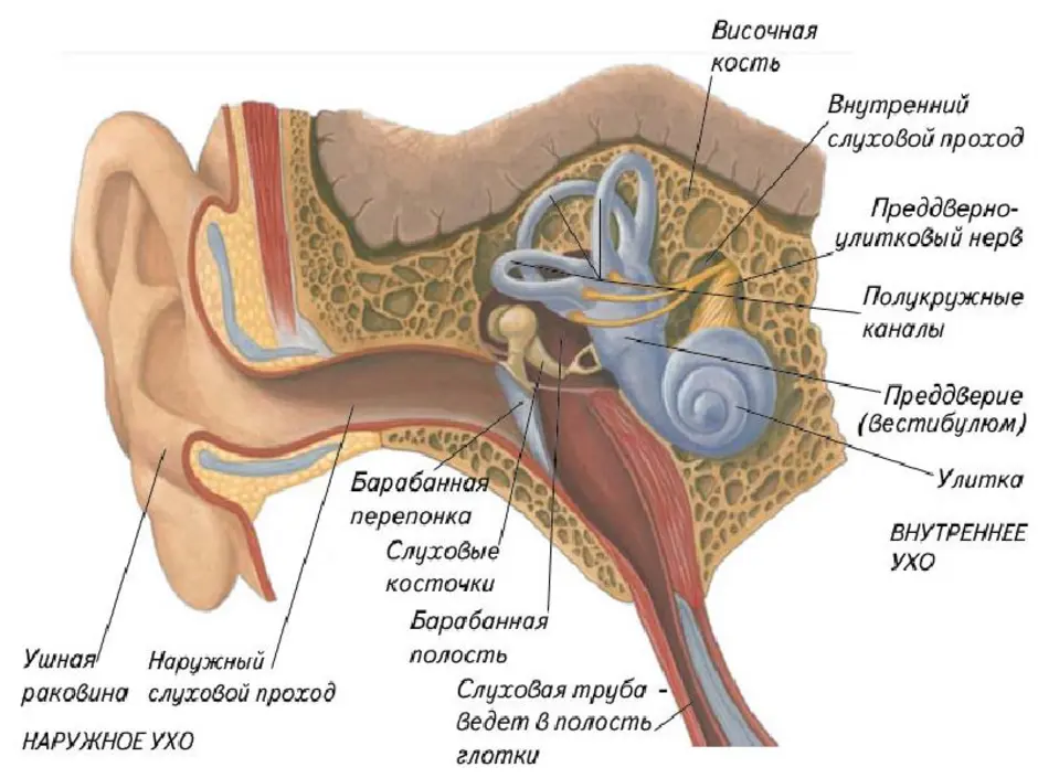 Ухо схема биология