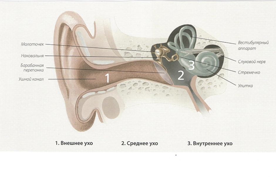 Улитка и слуховой нерв. Слуховой аппарат строение анатомия. Строение уха и вестибулярного аппарата. Строение ухо и вестибулярный аппарат. Орган слуха и вестибулярный аппарат рисунок.