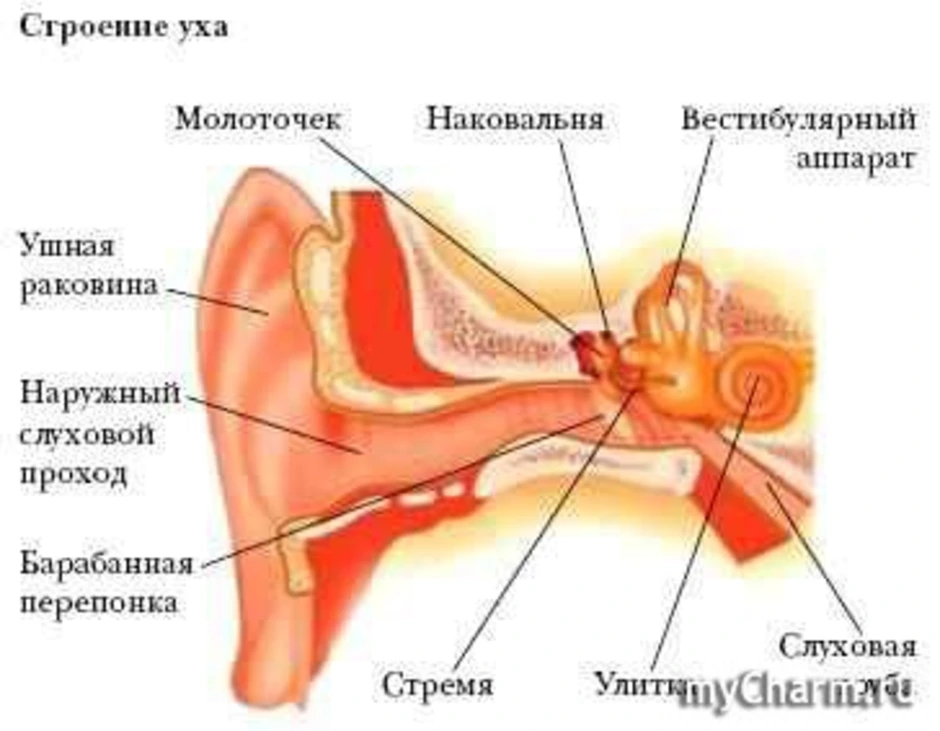 Слуховая труба вестибулярный аппарат. Строение уха человека вестибулярный аппарат. Структуры уха и вестибулярного аппарата. Строение ухо и вестибулярный аппарат. Строение уха и вестибулярного аппарата.