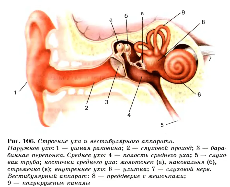 Схема органа слуха