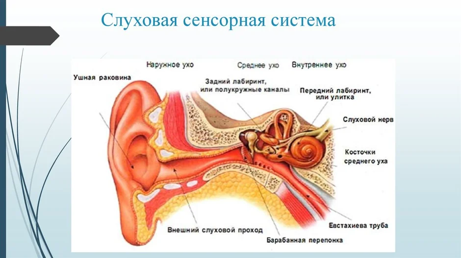 Анатомия презентация орган слуха