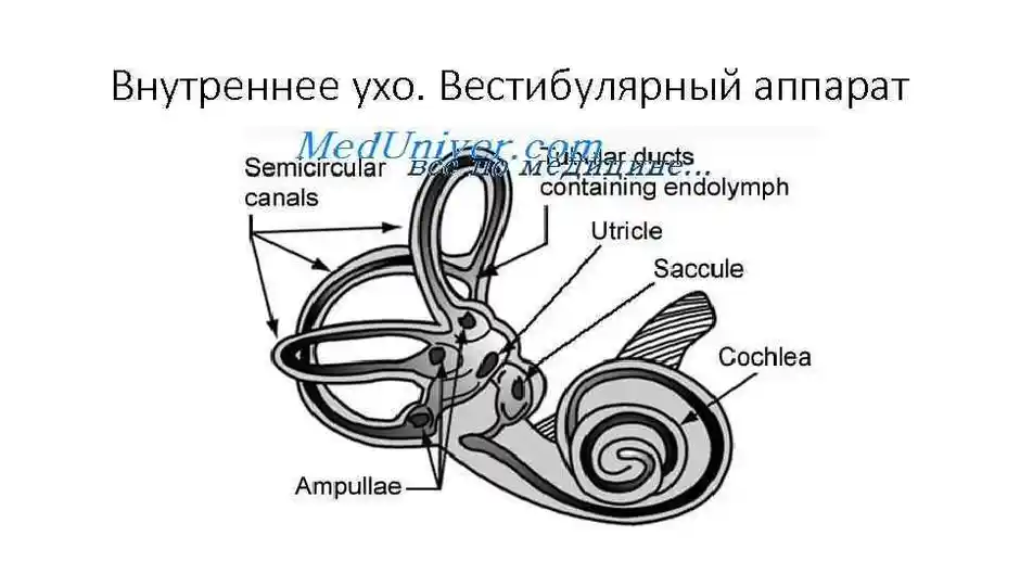 Вестибулярный аппарат строение рисунок