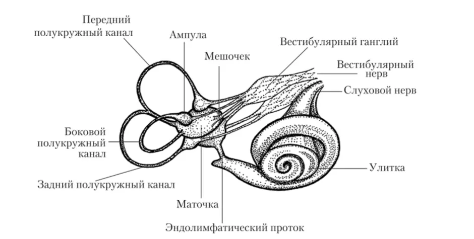 Улитка слухового аппарата. Строение вестибулярного аппарата схема. Полукружные каналы анатомия внутреннее ухо. Схематическое строение внутреннего уха. Схема анализатора вестибулярного аппарата.