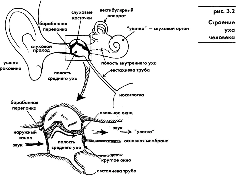 Какой цифрой на рисунке обозначена проводниковая часть слуховой сенсорной системы