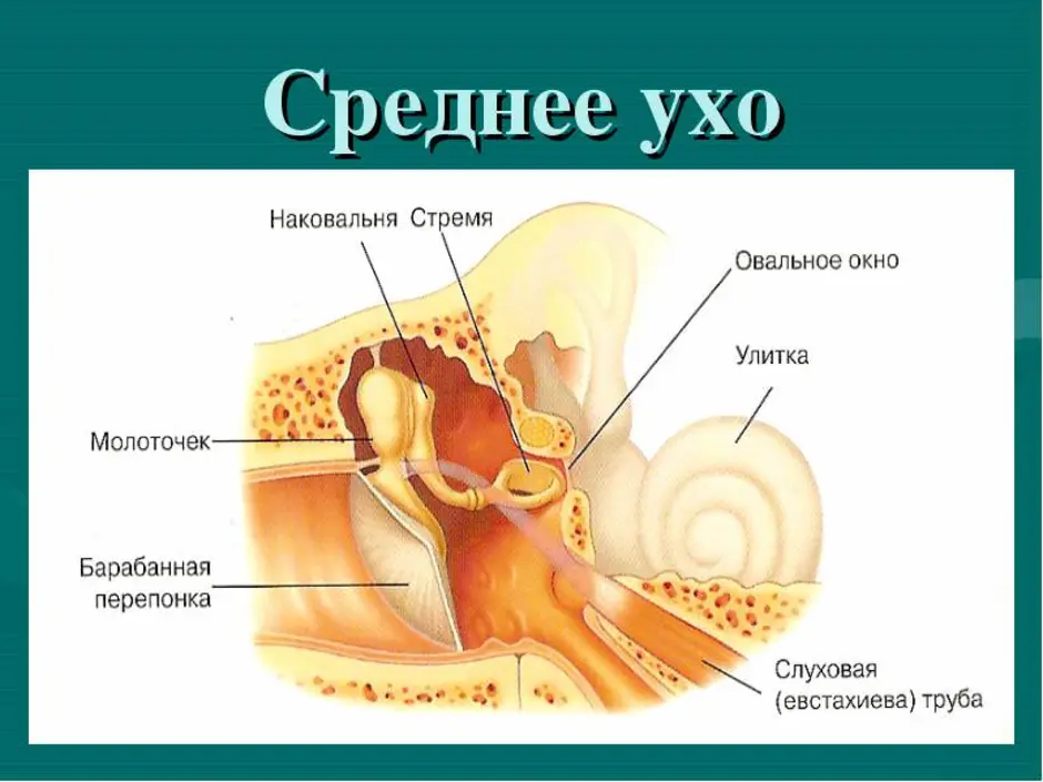 Строение наружного среднего и внутреннего уха рисунок