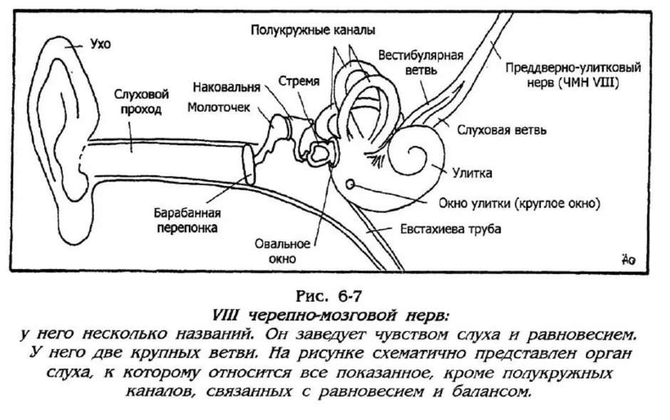 Орган слуха и вестибулярный аппарат рисунок 8 класс