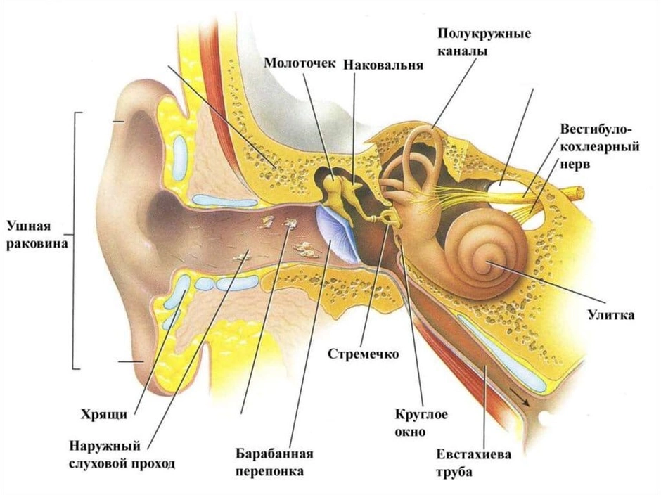 Рисунок органа слуха