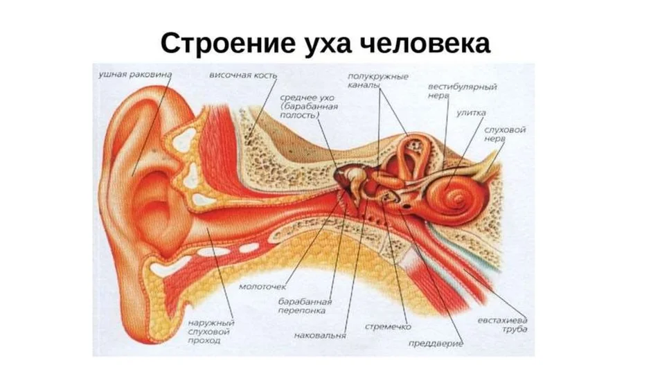 Выберите три верно обозначенные подписи к рисунку строение уха