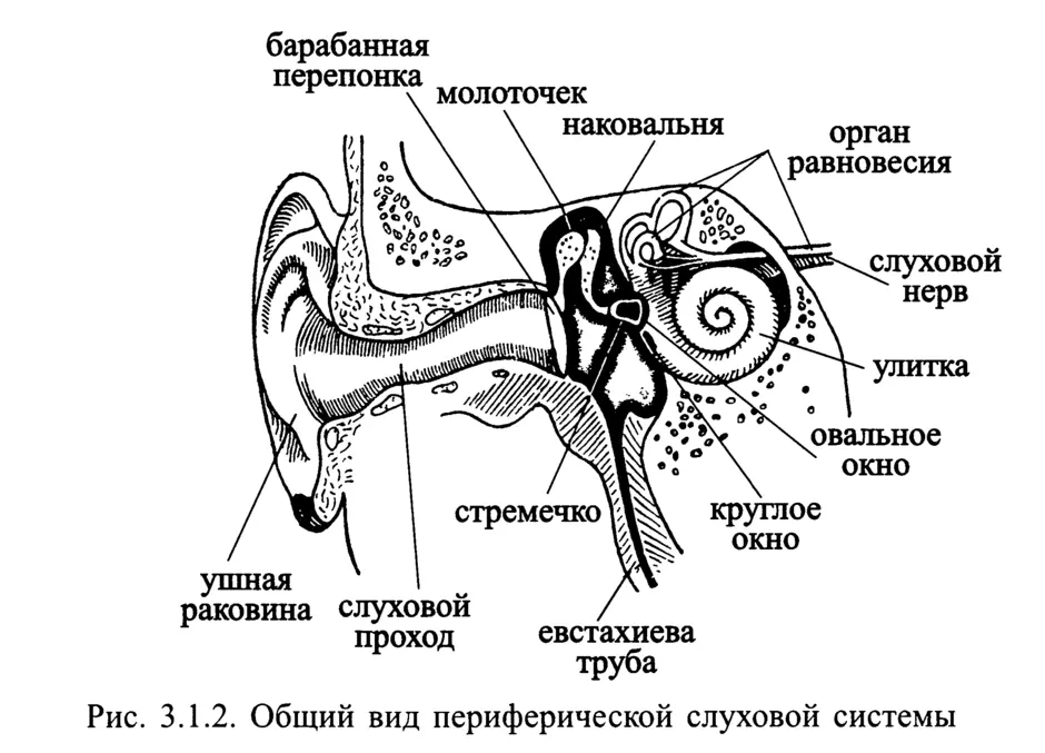 Орган слуха рисунок с обозначениями