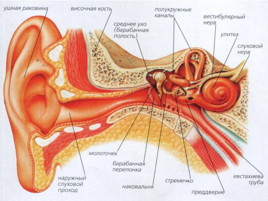 Строение уха и вестибулярного аппарата 8 класс рисунок