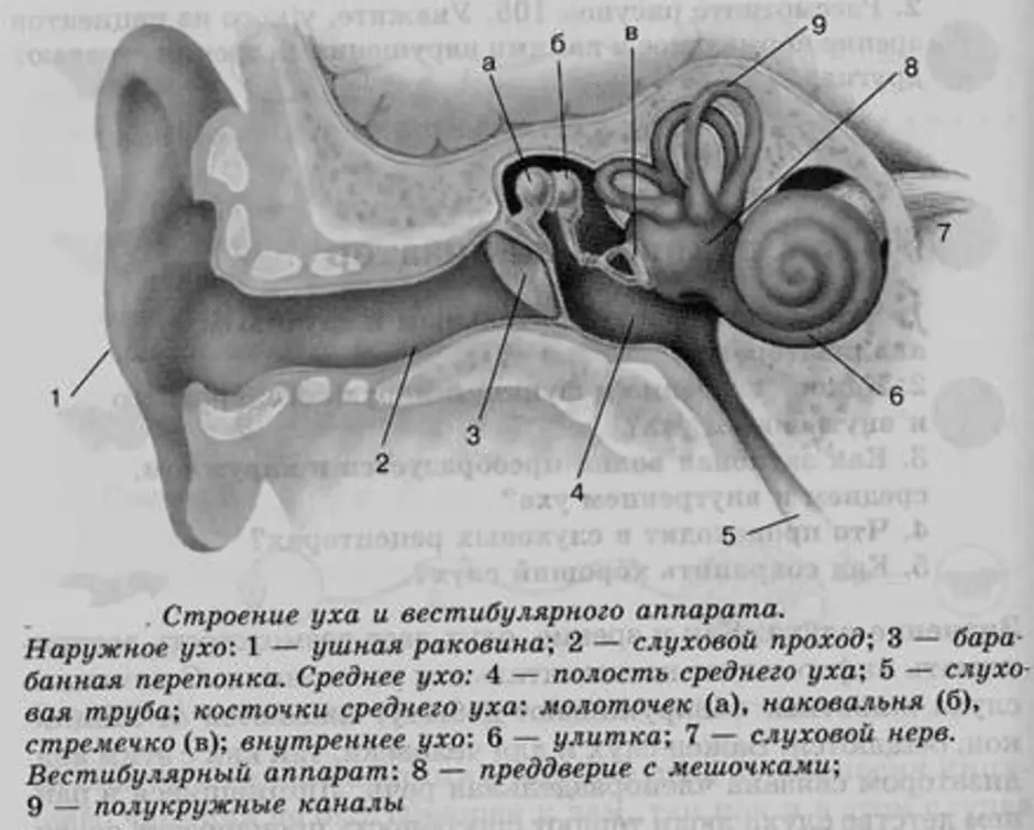 Вестибулярный аппарат расположен в среднем ухе. Структуры слухового анализатора и вестибулярного аппарата. Строение ухо и вестибулярный аппарат. Строение уха и вестибулярного аппарата. Слуховой анализатор и орган слуха анатомия.