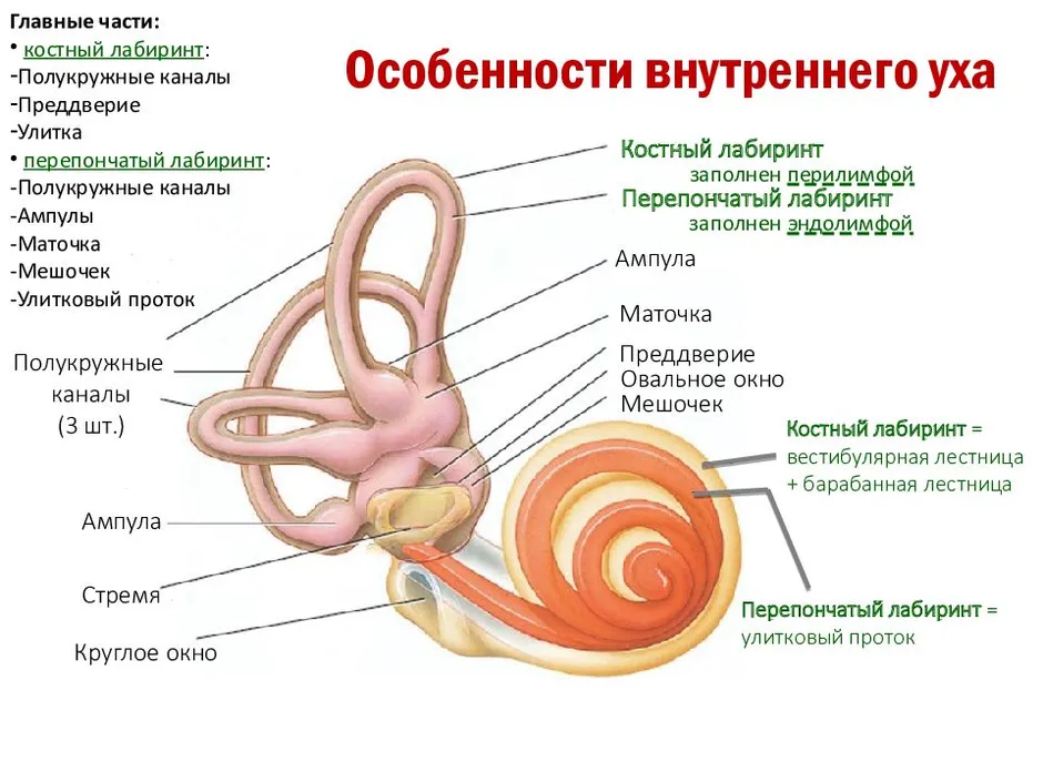 Схема строения внутреннего уха