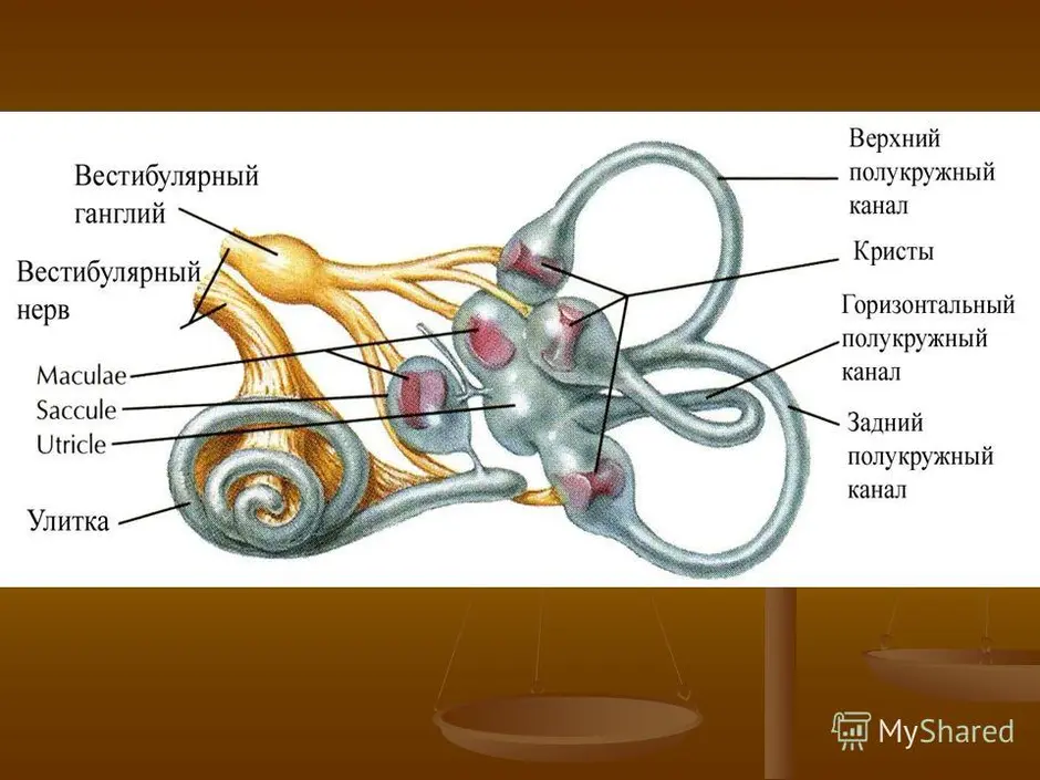 2 какой цифрой на рисунке обозначен вестибулярный аппарат