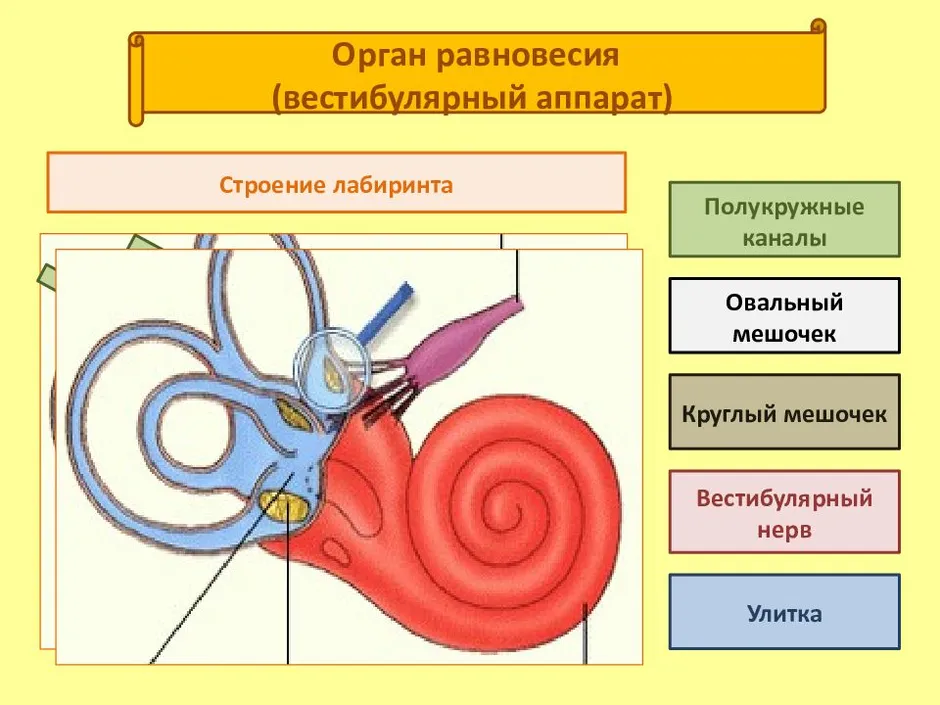 Вестибулярный аппарат рисунок строение