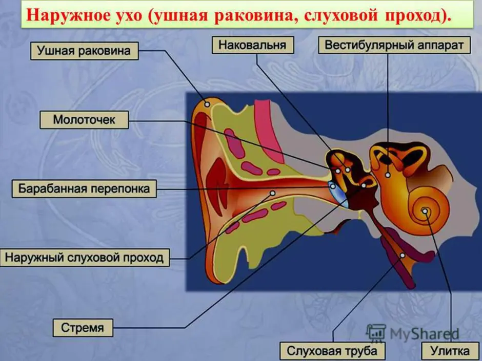 Орган слуха и вестибулярный аппарат рисунок 8 класс