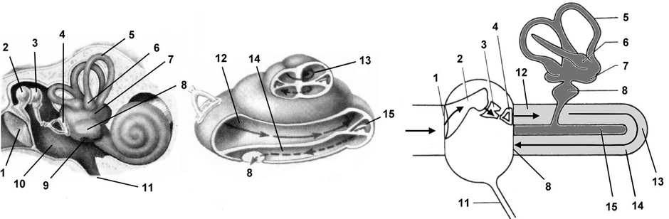 Вестибулярный анализатор рисунок