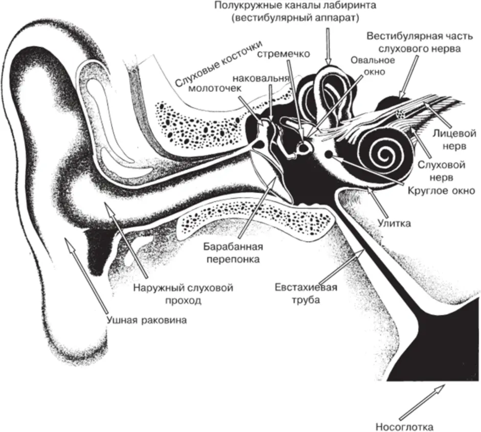 Строение уха и вестибулярного аппарата 8 класс рисунок