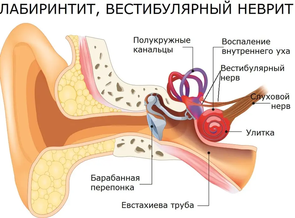 Ухо изнутри картинка