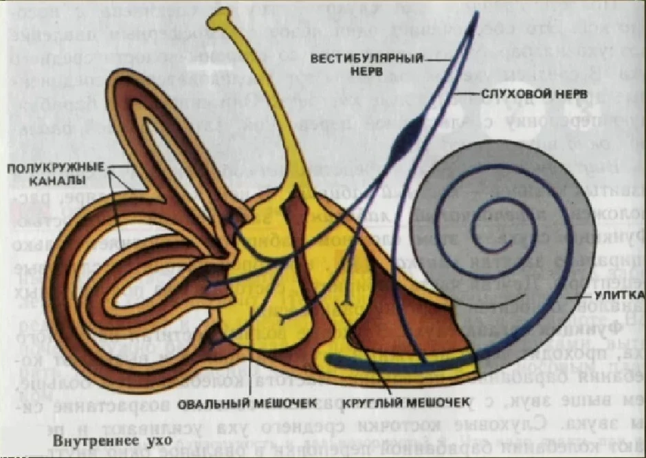 Вестибулярный аппарат рисунок с подписями