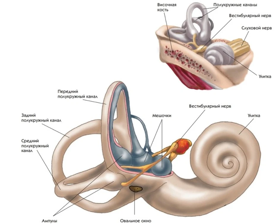 Вестибулярный аппарат картинка