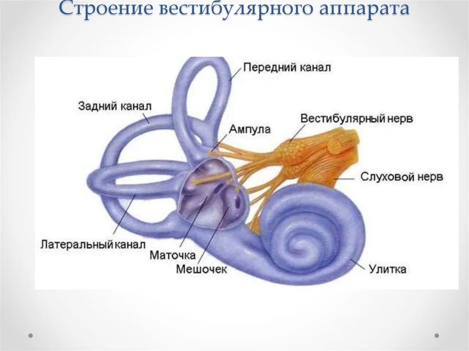 Строение уха и вестибулярного аппарата 8 класс рисунок