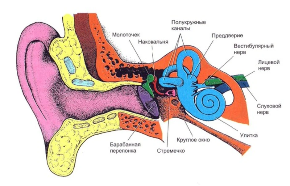 Вестибулярный аппарат в ухе человека. Структуры уха и вестибулярного аппарата. Строение уха человека вестибулярный аппарат. Строение уха и вестибулярного аппарата. Строение уха рис 139.