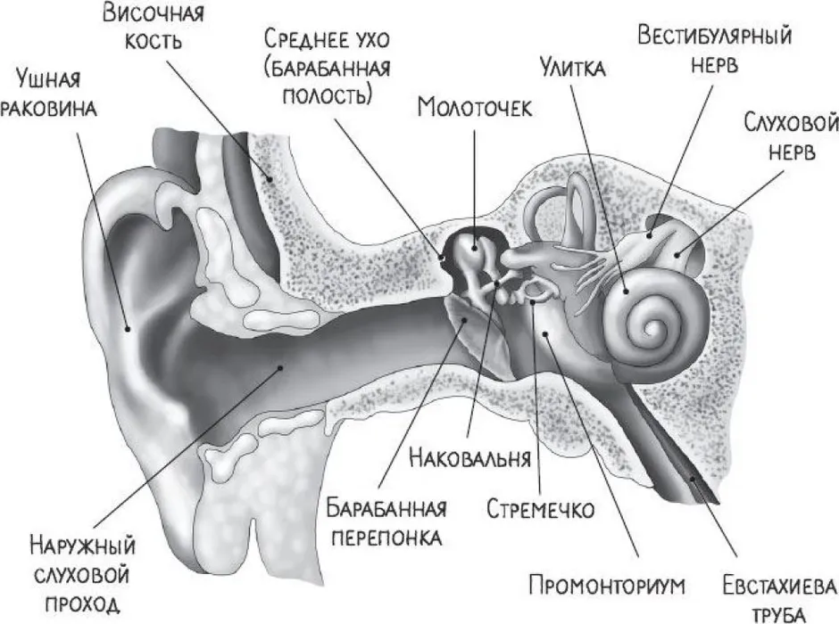 Среднее ухо схема