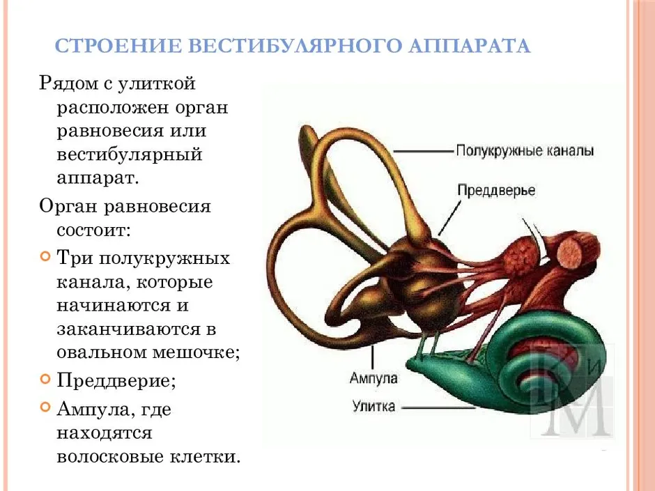 Орган слуха и вестибулярный аппарат рисунок 8 класс