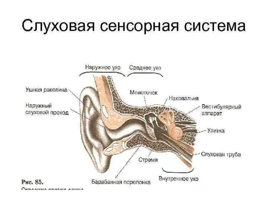 Рецепторный орган слуха. Схематично изобразите строение слуховой сенсорной системы. Схема строения слуховой сенсорной системы. Проводниковая часть слуховой сенсорной системы ЕГЭ. Слуховая и вестибулярная сенсорная система строение функции.