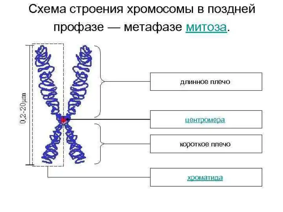 Хромосомы клетки рисунок