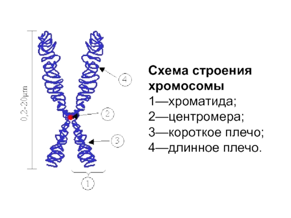 Схема строения хромосомы