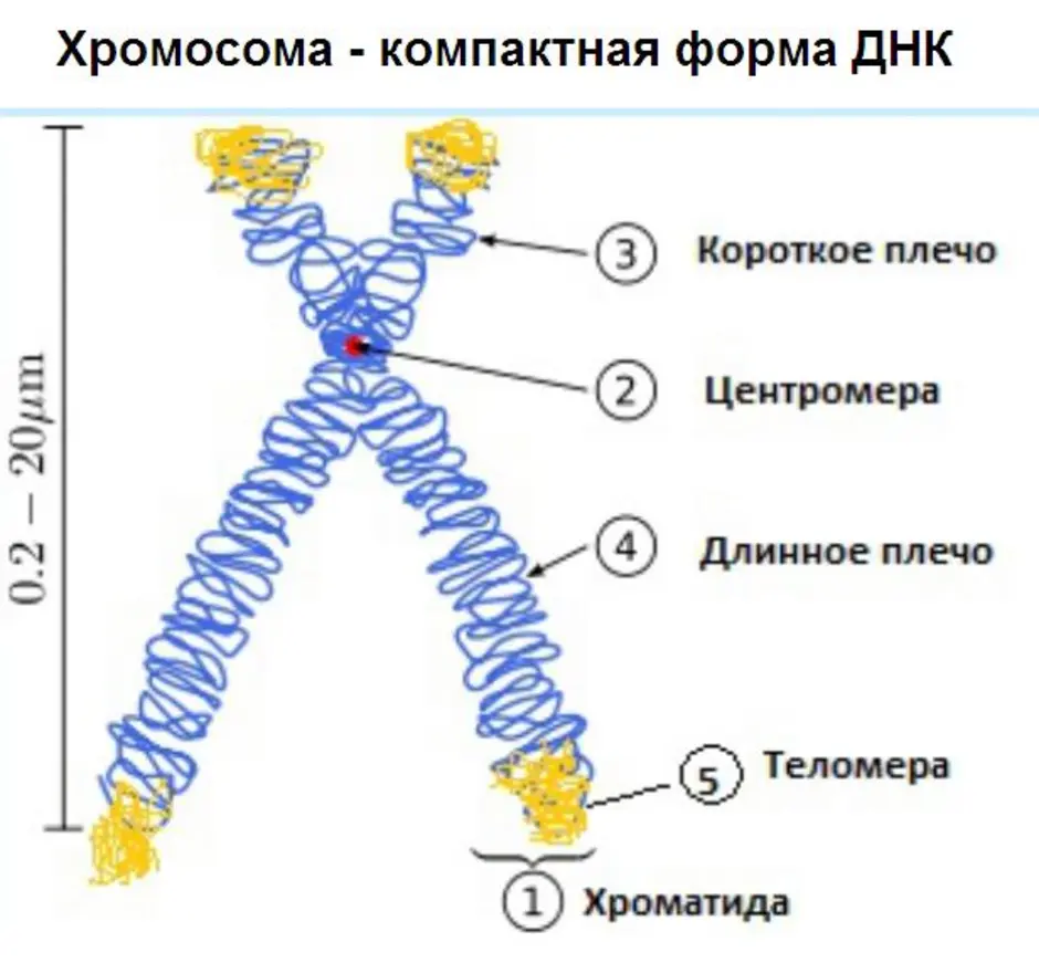 Хромосома рисунок с подписями