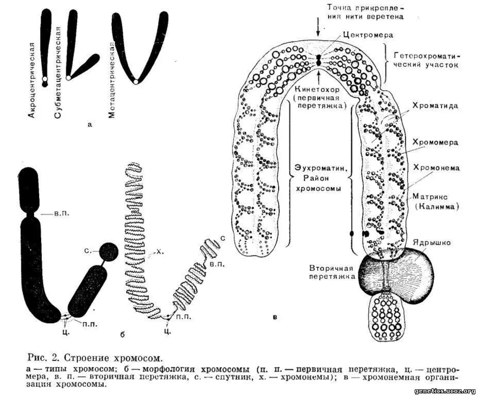 Внутреннее строение хромосом. Схема строения метафазной хромосомы. Схематическое строение хромосомы. Строение метафазной хромосомы. Морфология и структура хромосом.