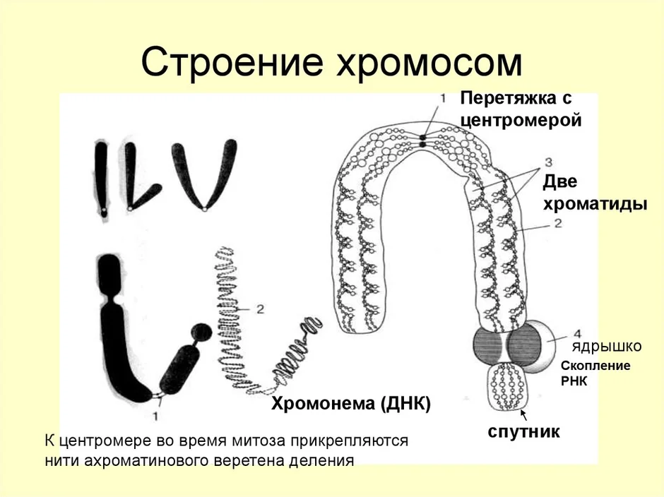 Схема строения хромосомы