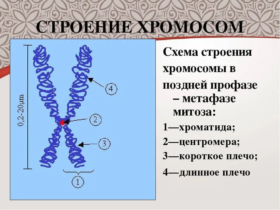 Внутреннее строение хромосом. Структура клетки хромосомы. Схема строения хромосомы. Хромосомы строение и функции. Строение хромосомы и ее функции.