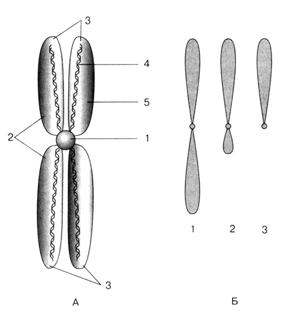 Размножение хромосом. Строение хромосомы рисунок. Строение хромосомы рисунок с подписями. Строение хромосомы без подписей. Строение центромеры.