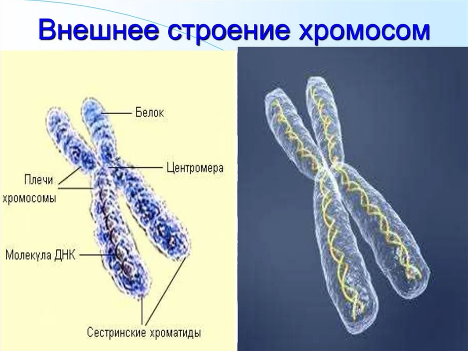 Строение хромосомы человека рисунок