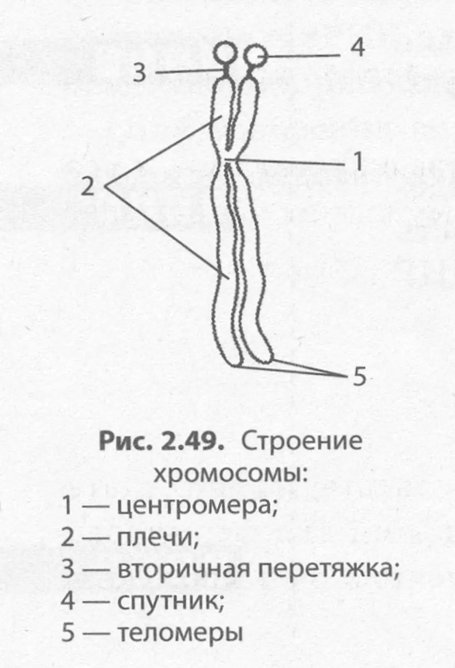 Структура хромосом. Схема строения хромосомы. Строение хромосомы схема с подписями. Схема строения хромосомы рисунок. Структуры хромосомы рисунок.