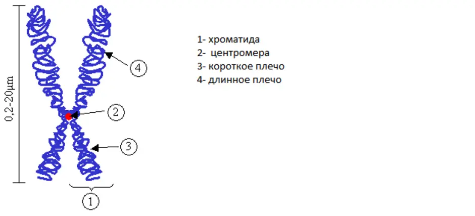 Строение хромосомы рисунок. Схематично зарисовать строение хромосомы. Строение удвоенной хромосомы. Схема клеточной структуры хромосомы. Рисунок строения удвоенных хромосом.