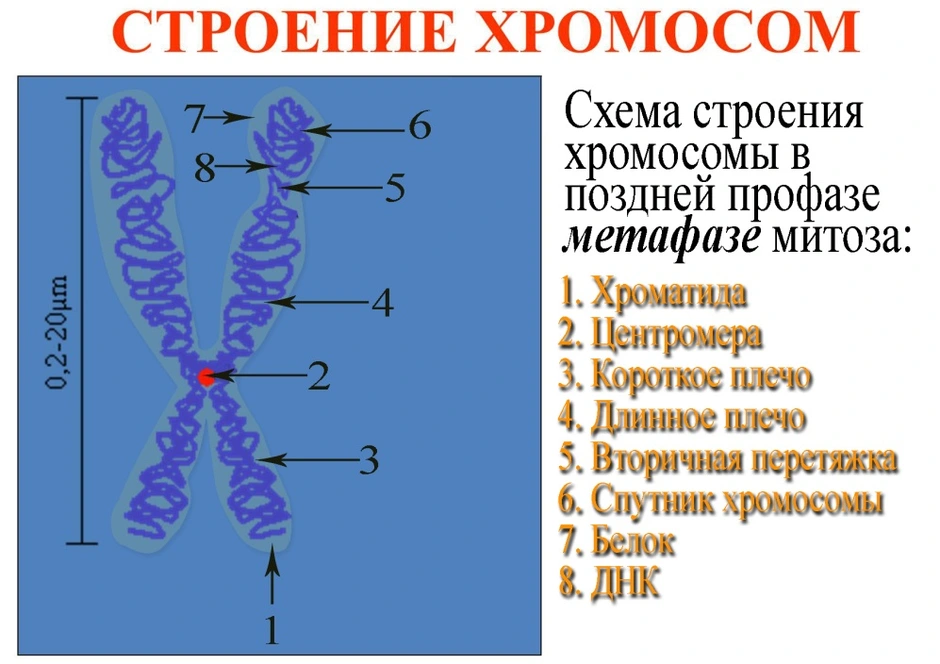 Схема строения хромосомы