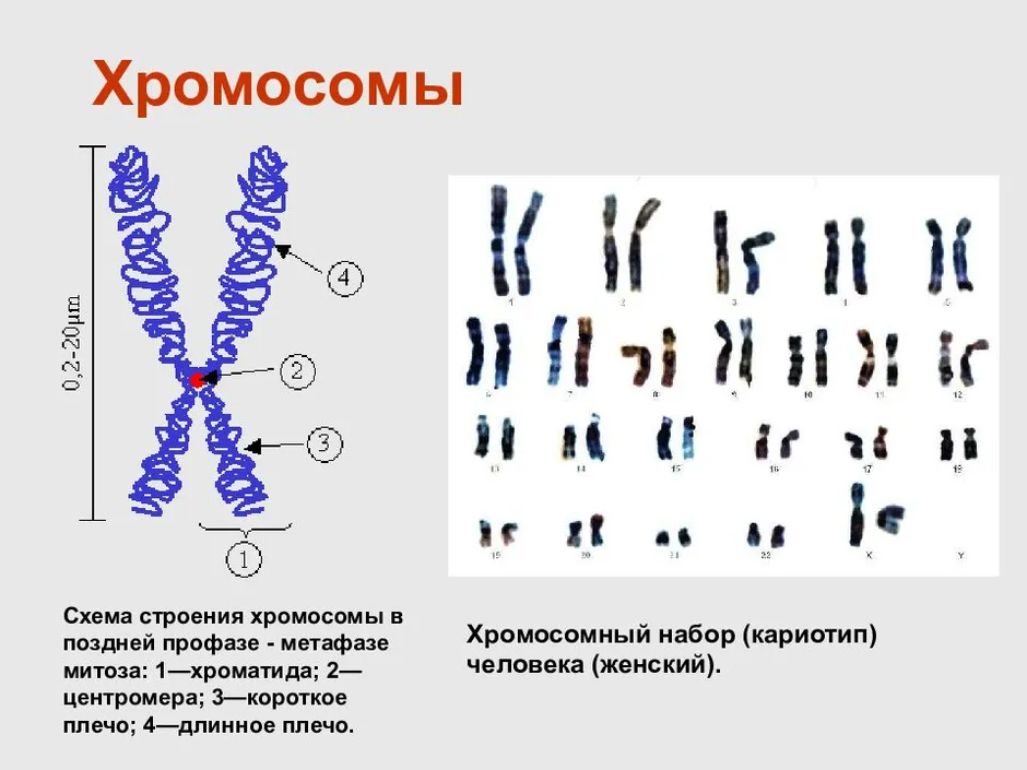 Картинка с хромосомами