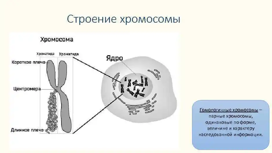 Строение хромосомы человека рисунок