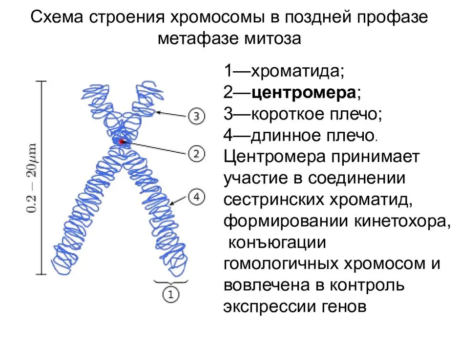 Схема строения хромосомы