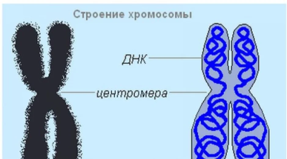 Хромосомы лучше видны. Строение хромосомы. Схема строения хромосомы. Хромосома рисунок. Схематическое строение хромосомы.