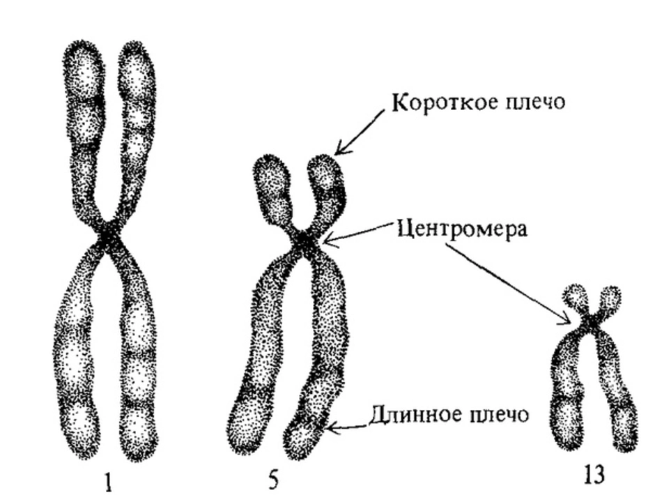 Хромосомы человека картинка