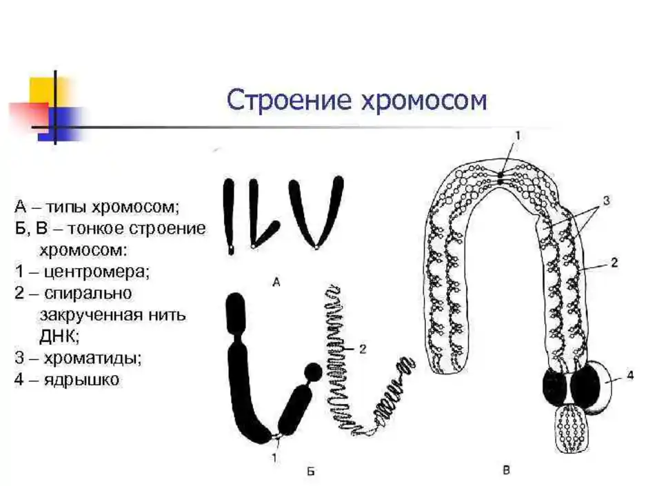 Структура хромосом. Схема строения хромосомы. Нарисуйте схему строения метафазной хромосомы. Тонкое строение хромосом. Рассмотрите рисунок метафазной хромосомы.