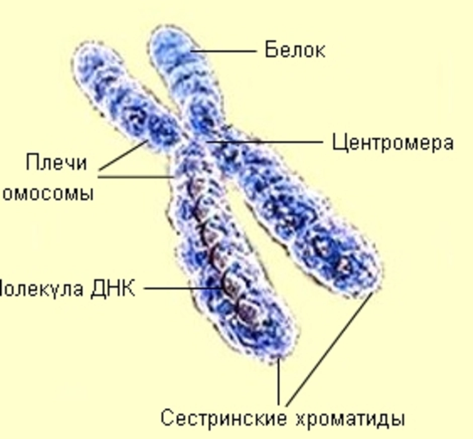 Хромосома строение