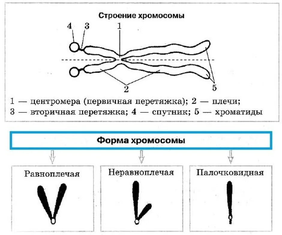 Строение хромосомы человека рисунок