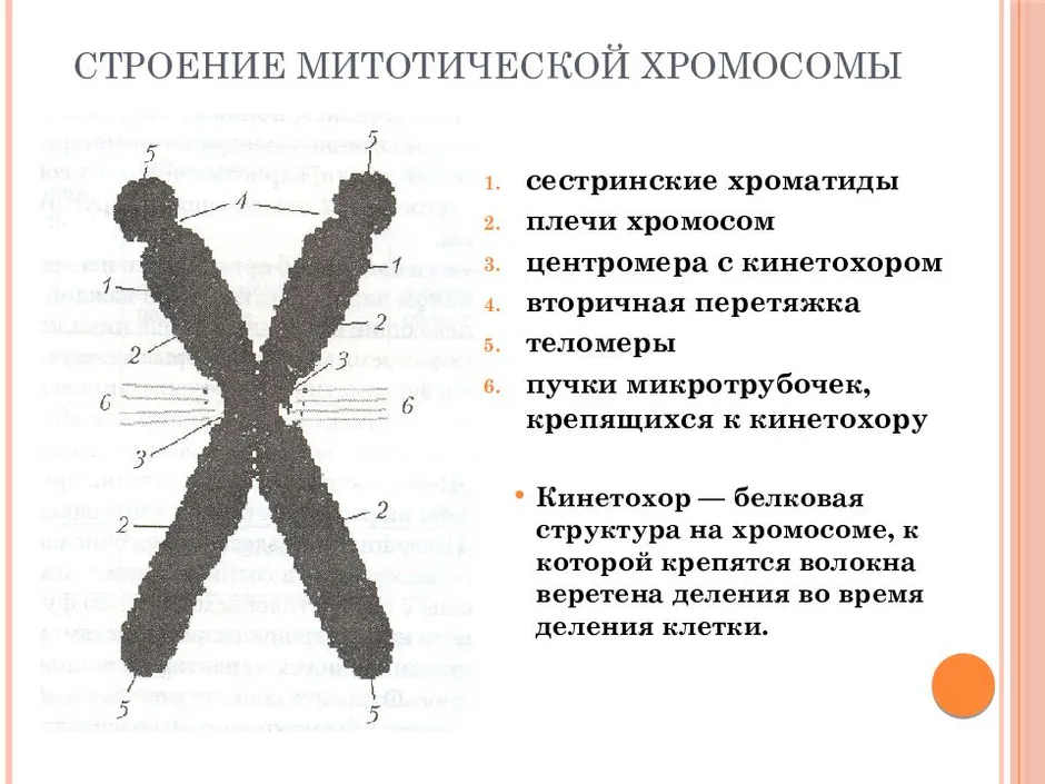 Строение хромосомы человека рисунок