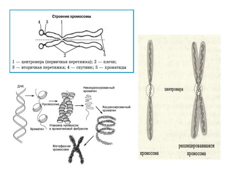 Схема строения хромосомы